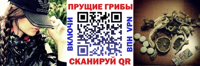 Галлюциногенные грибы Psilocybe  Мегион 